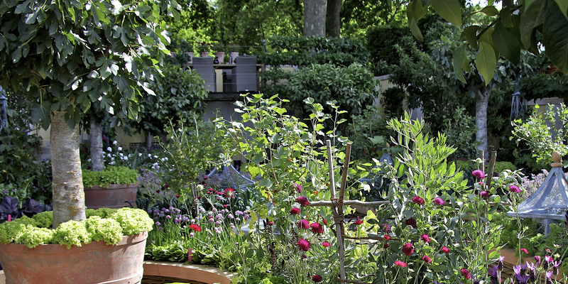 The best way to Care for a Mandevilla Vine With White Specks