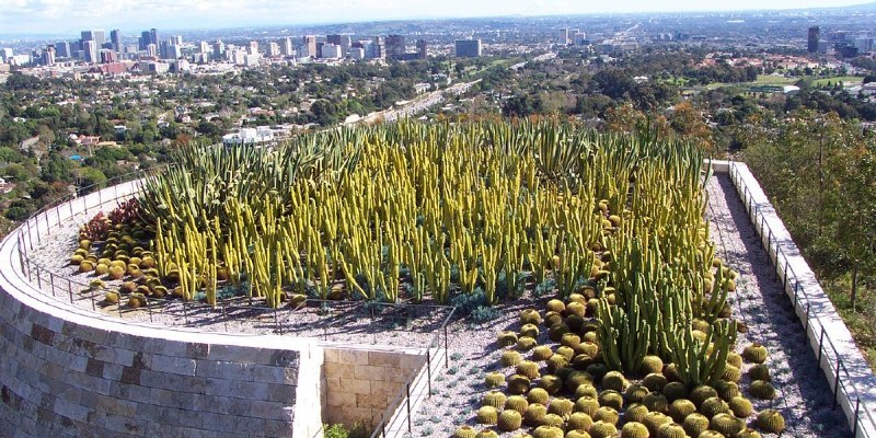 Great Design Plant: Cushion Bush