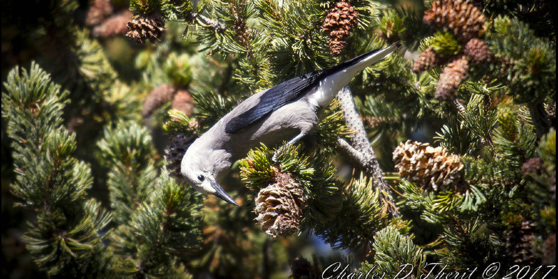 Permit Spontaneity Loose for Abundance in the Landscape