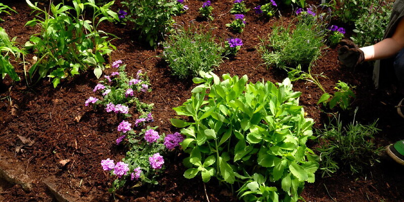 The way to Prune "Unique" Hydrangeas