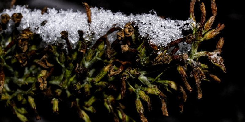What Types of Ferns Prefer Acidic Soil?
